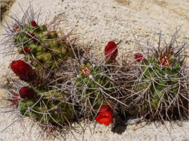Wonderland Wash - Joshua Tree NP, CA