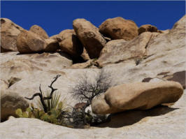 Wonderland Wash - Joshua Tree NP, CA