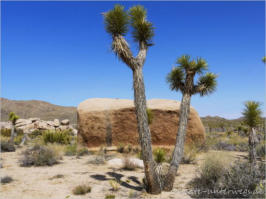 Joshua Tree NP, CA