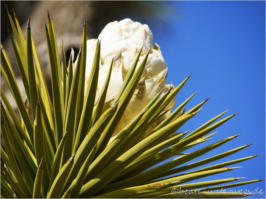 Joshua Tree NP, CA