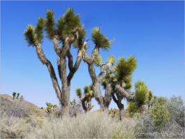 Joshua Tree NP, CA