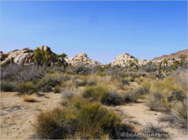 Joshua Tree NP, CA
