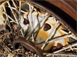 Wall Street Mill - Joshua Tree NP, CA