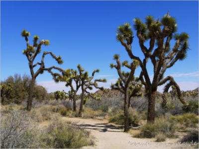 Joshua Tree NP, CA