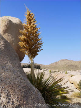 Joshua Tree National Park - CA
