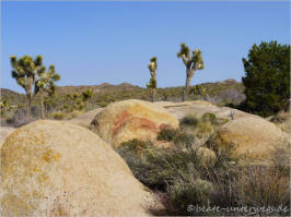 Joshua Tree National Park - CA