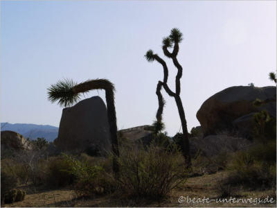 Joshua Tree National Park - CA