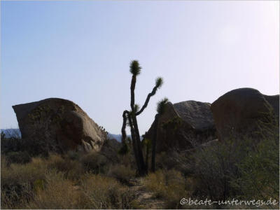 Joshua Tree National Park - CA