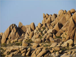 Joshua Tree National Park - CA