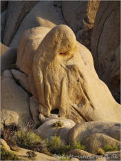 Joshua Tree National Park - CA