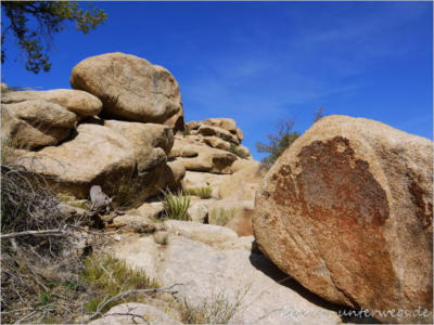 Baker Dam Trail - Joshua Tree National Park