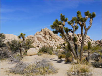 Baker Dam Trail - Joshua Tree National Park
