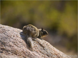 Baker Dam Trail - Joshua Tree National Park