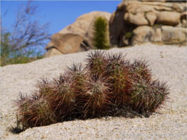 Baker Dam Trail - Joshua Tree National Park