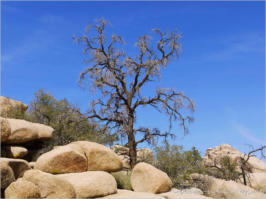 Baker Dam Trail - Joshua Tree National Park