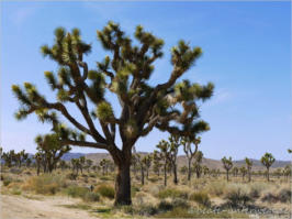 Keys View - Joshua Tree National Park