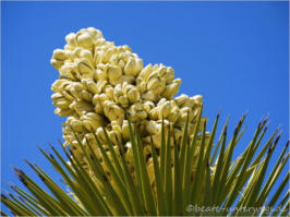 Keys View - Joshua Tree National Park