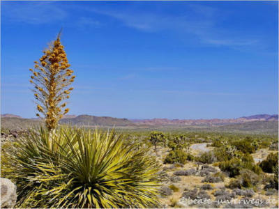 Keys View - Joshua Tree National Park