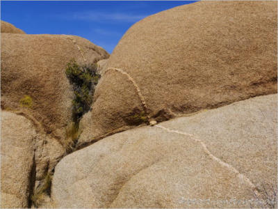 Joshua Tree National Park - CA