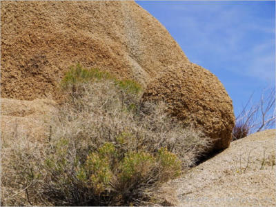 Joshua Tree National Park - CA