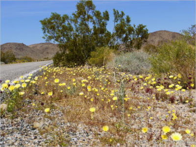 Joshua Tree National Park - CA