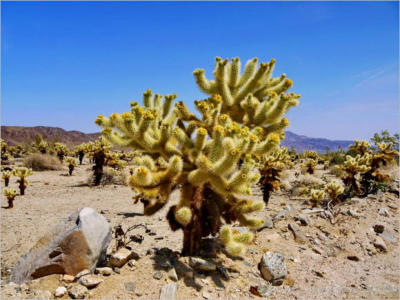 Cholla Garden - Joshua Tree NP - CA