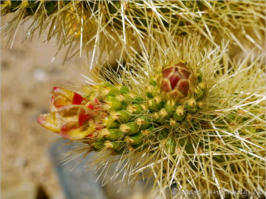 Cholla Garden - Joshua Tree NP