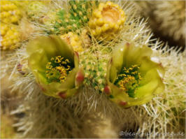Cholla Garden - Joshua Tree NP
