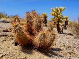 Cholla Garden - Joshua Tree NP