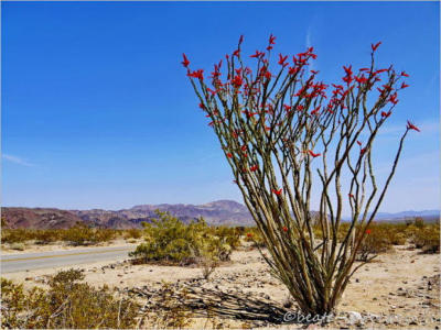 Ocotillo Patch - Joshua Tree NP  CA