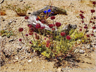 Cholla Garden - Joshua Tree NP