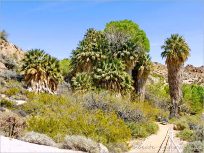Lost Palms Oasis Trail - Joshua Tree NP