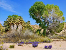 Lost Palms Oasis Trail - Joshua Tree NP