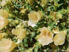 Lost Palms Oasis Trail - Joshua Tree NP