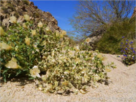 Lost Palms Oasis Trail - Joshua Tree NP