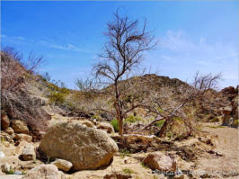 Lost Palms Oasis Trail - Joshua Tree NP