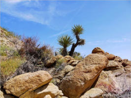 Lost Palms Oasis Trail - Joshua Tree NP