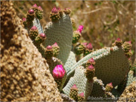 Lost Palms Oasis Trail - Joshua Tree NP