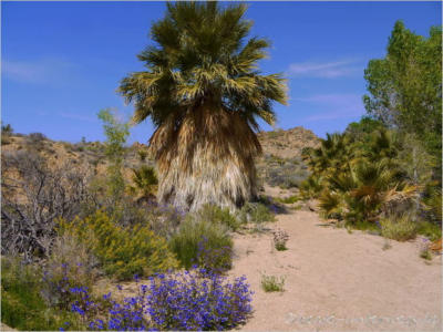 Lost Palms Oasis Trail - Joshua Tree NP
