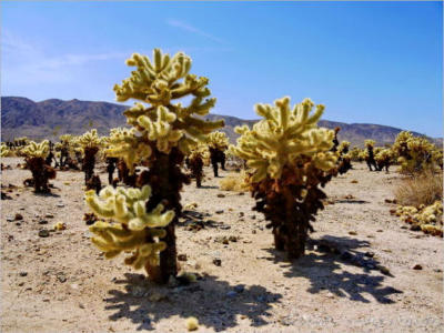 Cholla Garden - Joshua Tree NP