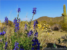 Unterwegs in Arizona