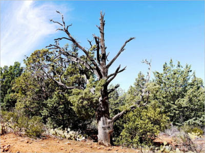 Devils Bridge Trail - Sedona, AZ