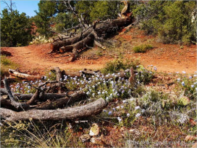 Sedona - Margs Draw Trail