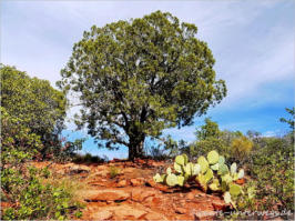 Sedona - Margs Draw Trail