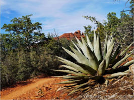 Sedona - Margs Draw Trail
