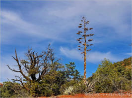 Sedona - Margs Draw Trail