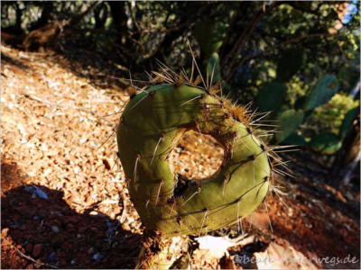 Sedona - Margs Draw Trail