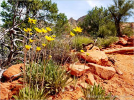 Courthouse Butte und Bell Rock Trail - Sedona, AZ
