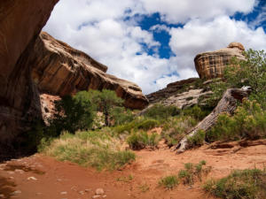 Natural Bridges National Monument, UT