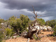 Natural Bridges National Monument, UT